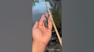 Cắm Câu Mồi Cá Sặc #anfishing1610 #fishing #shots