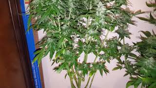 Heavyweight seeds strains harvest