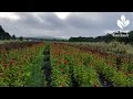 Pamela & Frank Arnosky |Arnosky Flower Farms | Central Texas Gardener