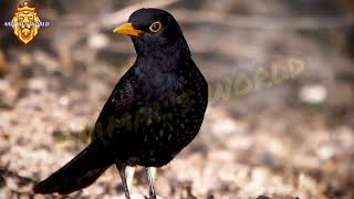 صوت الشحرور الأسود / الزرياب / الشحرور الشتوي / الجحموم / Black Pheasants