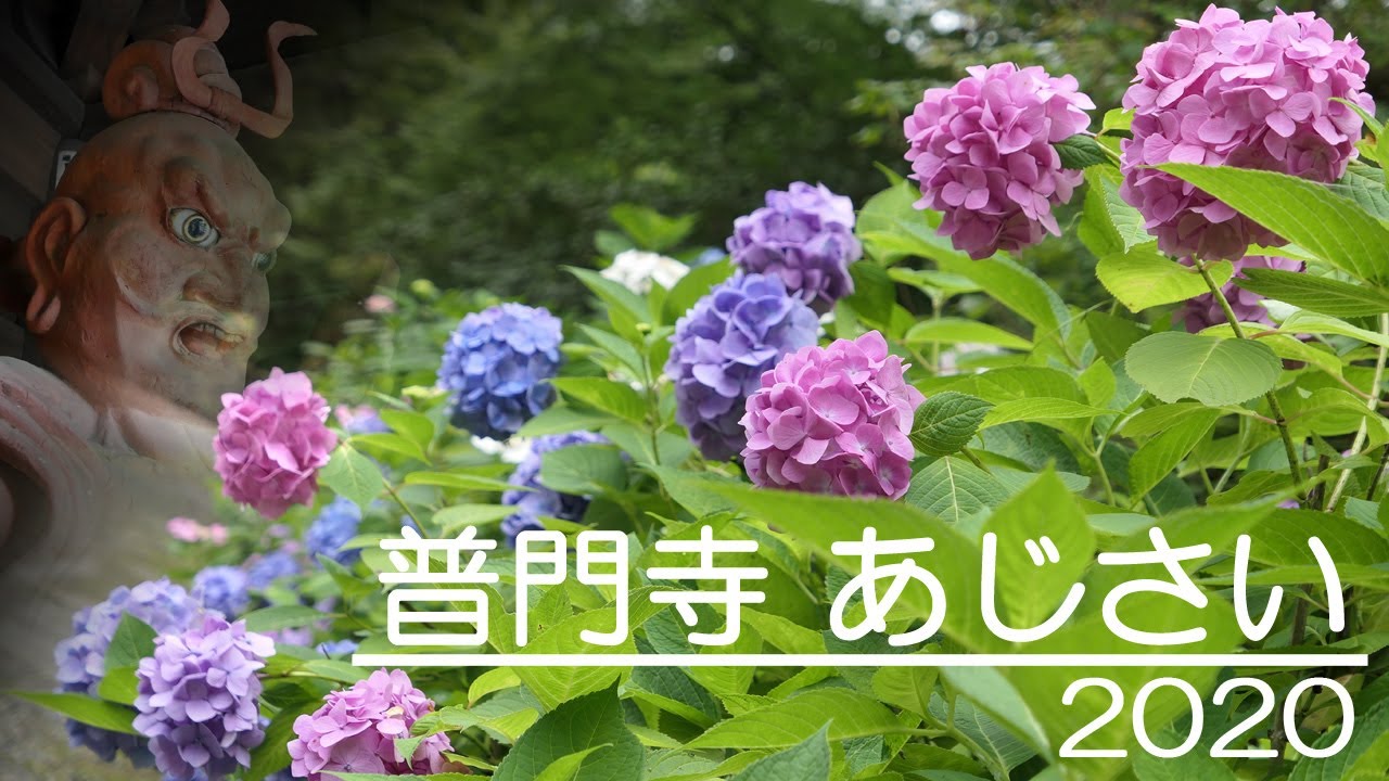 普門寺 あじさい ２０２０ Youtube