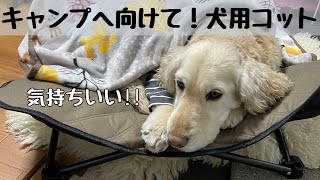 【犬キャンプ用品】犬用コットを買いました！