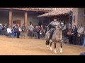 Muestra caballos chilenos 1º Palmas de Peñaflor