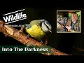 BIRDS AGAINST A DARK BACKGROUND  || Low Key UK WILDLIFE and NATURE Photography || Summer Leys