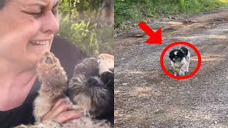 lonely abandoned dog crying for help but nobody heard it