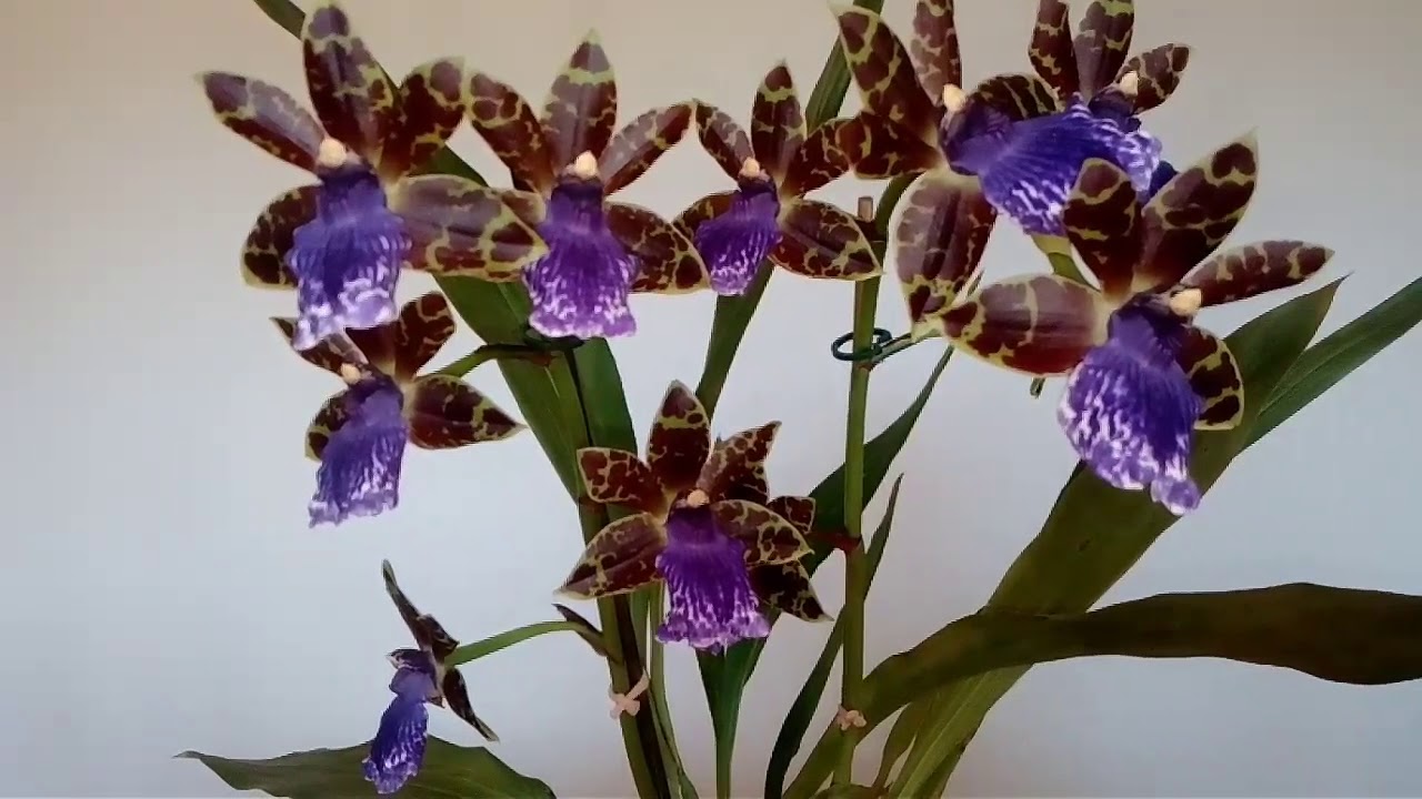 Orquídea Zygopetalum - thptnganamst.edu.vn