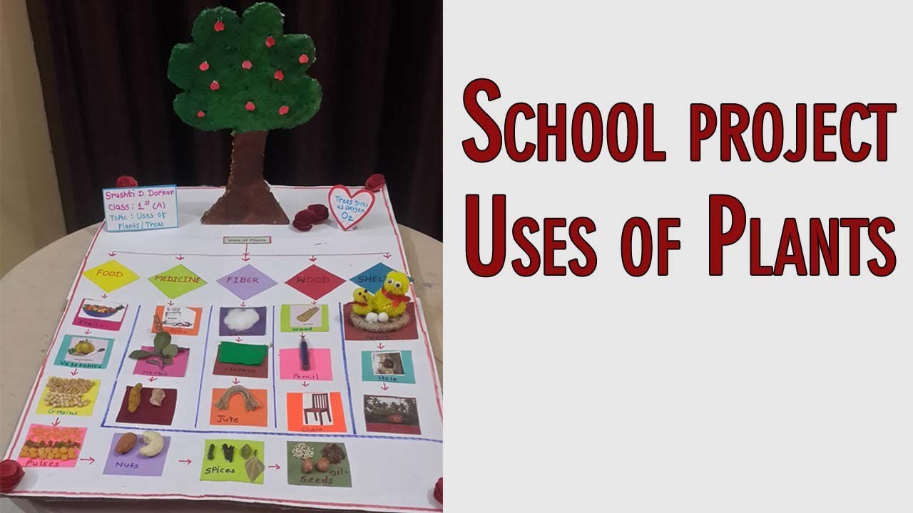 School project/ uses of plant - YouTube