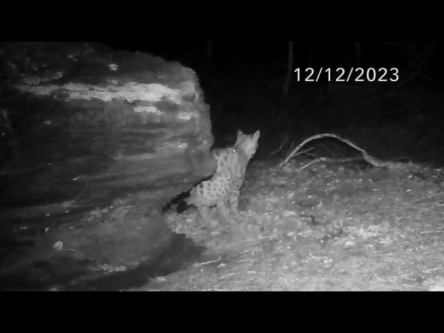 VIDEO. Haute-Savoie : il sauve un bébé renard et se fait engueuler par le  vétérinaire