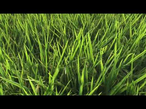 Video: Bạn có thể trồng lúa từ cây lúa không?