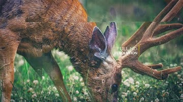 Parallax Glitch Opener | After Efects Project Files