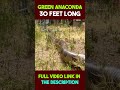 Green Anaconda #facts #shorts #python #anaconda