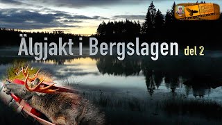 Älgjakt i Bergslagen del 2.   Moose hunt in Bergslagen Sweden part 2