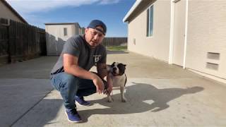 American Bully: learning how to Stack and Handle