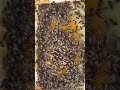 Bees asmr music animals