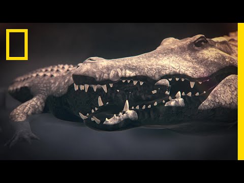 地球を食べるワニ Throw a chunk of deer meat into a 5m giant crocodile - YouTube