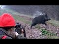 Wild Boar Hunting in Croatia - part 6, Kroatische Keiler 3 - Drückjagd, Shasse au sanglier