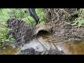 Beaver dam removal from the culvert | Dying forest around.