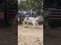 Bull ride in belton