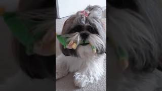 Shih Tzu puppy loves Mr. Elf toy ❤ Lacey is a cute funny dog  #shorts #shihtzu