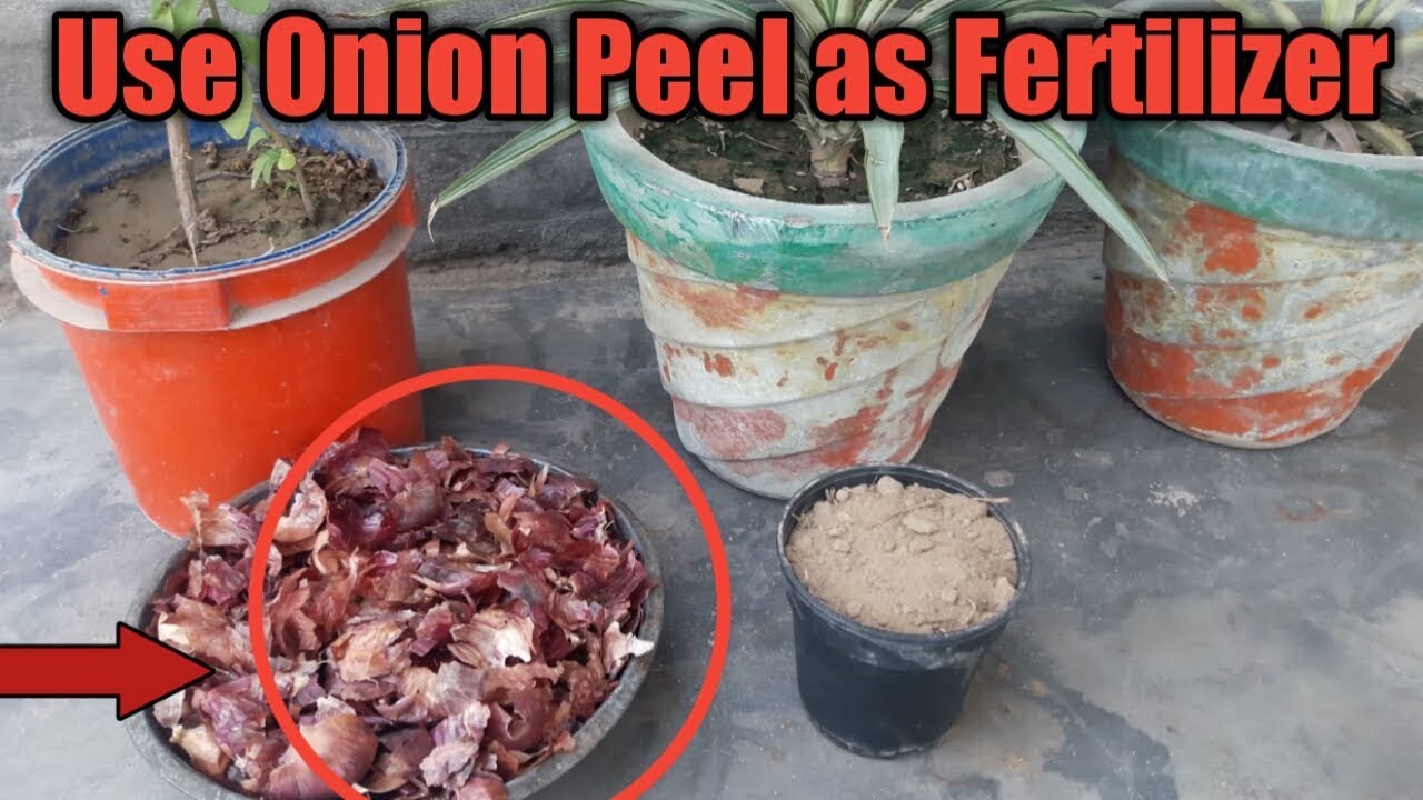 Use of Onion peel for plants | Best Natural Fertilizer for Plants - YouTube