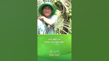 Dừa xiêm lùn thành “cây tiền triệu” #shorts | NÔNG NGHIỆP SINH THÁI