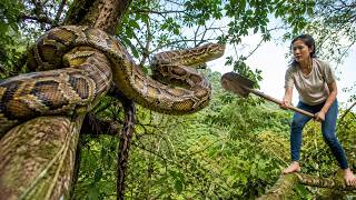 72 Hours Full Process 🔥 Giant Python Was Hiding in the Longan Tree | The Girl’s Survival Begins!
