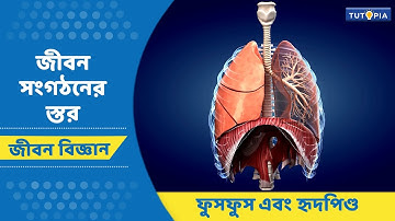 জীবন সংগঠনের স্তর | ফুস্ফুস এবং হৃদপিণ্ড। জীবন বিজ্ঞান। নবম শ্রেণি । #lifescience #class9  #tutopia