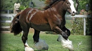 Discover the Majesty of Clydesdale Horses: Ultimate Breed Guide and Stunning Footage! 🐴✨ by Animal Fun & Facts 1,019 views 2 months ago 2 minutes, 7 seconds