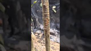 Tree Vs Wire #shorts