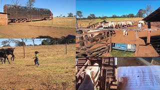 DIA DE EMBARQUE DA BOIADA GORDA/FAZENDO A SOMA DO QUE CONSUMIU E QUANTO GANHOU🤠🐂🚚🙌🏼