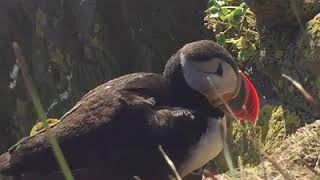 Puffin On A Cliff