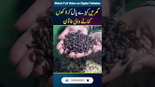 😯 Pakistani Khatoon Jo Insect Farming Ka Zaria Lakhon Rupee Kama Rhe Hai #shorts