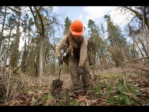 วีดีโอ: ข้อมูล Bur Oak - เคล็ดลับในการปลูกต้น Bur Oak ในแนวนอน