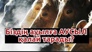 Біздің ауылға Аусыл қалай тарады!