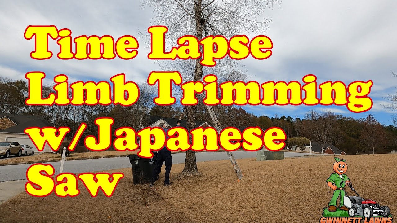 Time Lapse Tree Limb Trimming w/Japanese Saw - YouTube