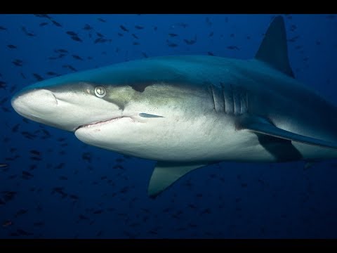Chinese vissers betrapt voor het vangen van bedreigde haaien, in Ecuador, enorme schande