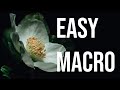 Easy Macro tips: Lighting, focus stacking and composition tutorial