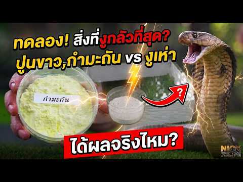 SEP EP.109 Experiment! What are snakes most afraid of? Lime, Sulfur vs. Cobra, does it really work?