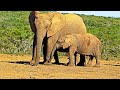 Wildlife chronicles  elephants  unseen battles animallife elephant
