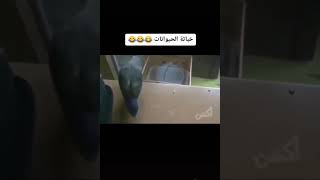 خباثه الحيونات ????