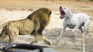 СОБАКИ В ДЕЛЕ! Собака против Льва Пумы Леопарда