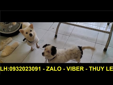 Video: Chú Chó Của Người Aztec Cổ đại Đứa Trẻ Mới Trong Thị Trấn Tại Westminster Dog Show