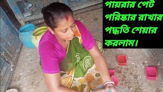 ভাদ্র মাসের গরমে পায়রার পেট ঠান্ডা রাখার পদ্ধতি।