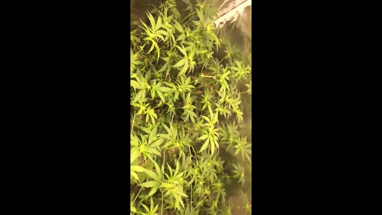 leaf strip day 14 of flower. GML method leaf strip.