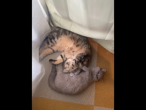 スコティッシュとブリティッシュの毎日