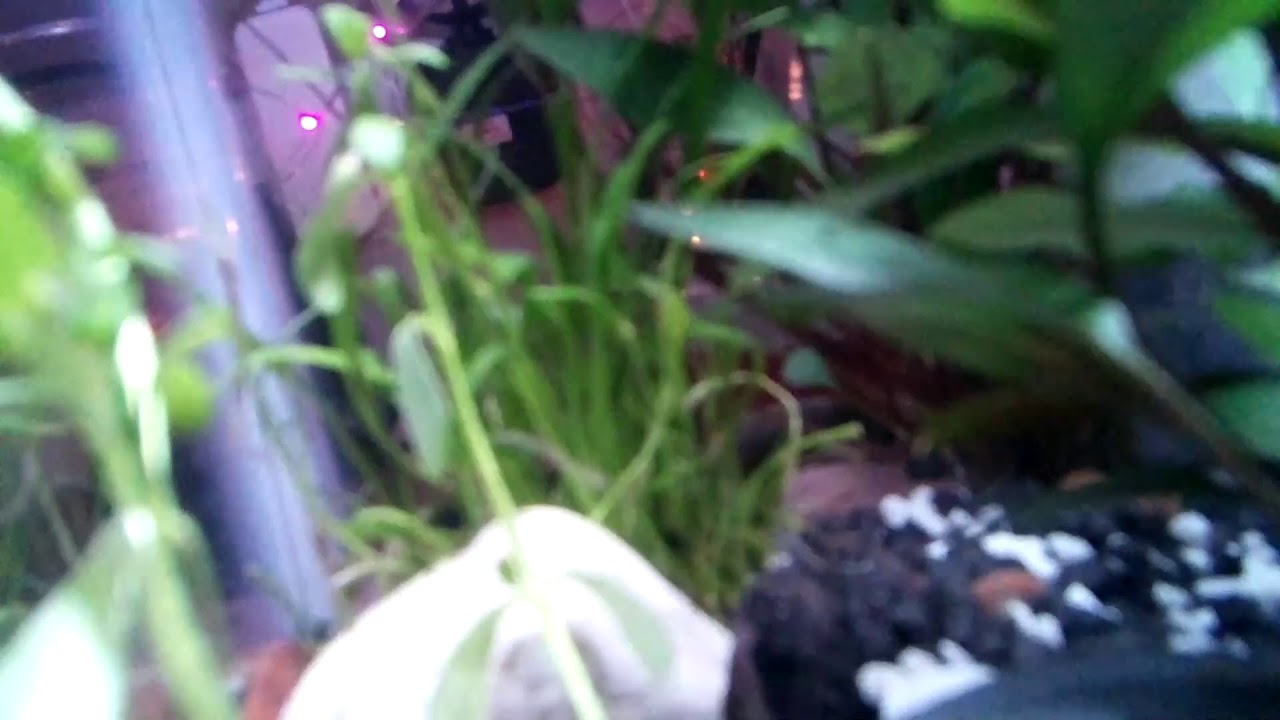 Nurgul's Aquarium Live YouTube