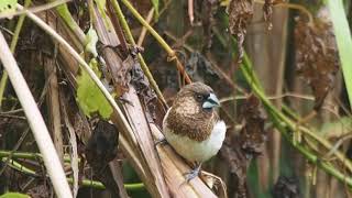 1070901土城山區白腰文鳥理毛