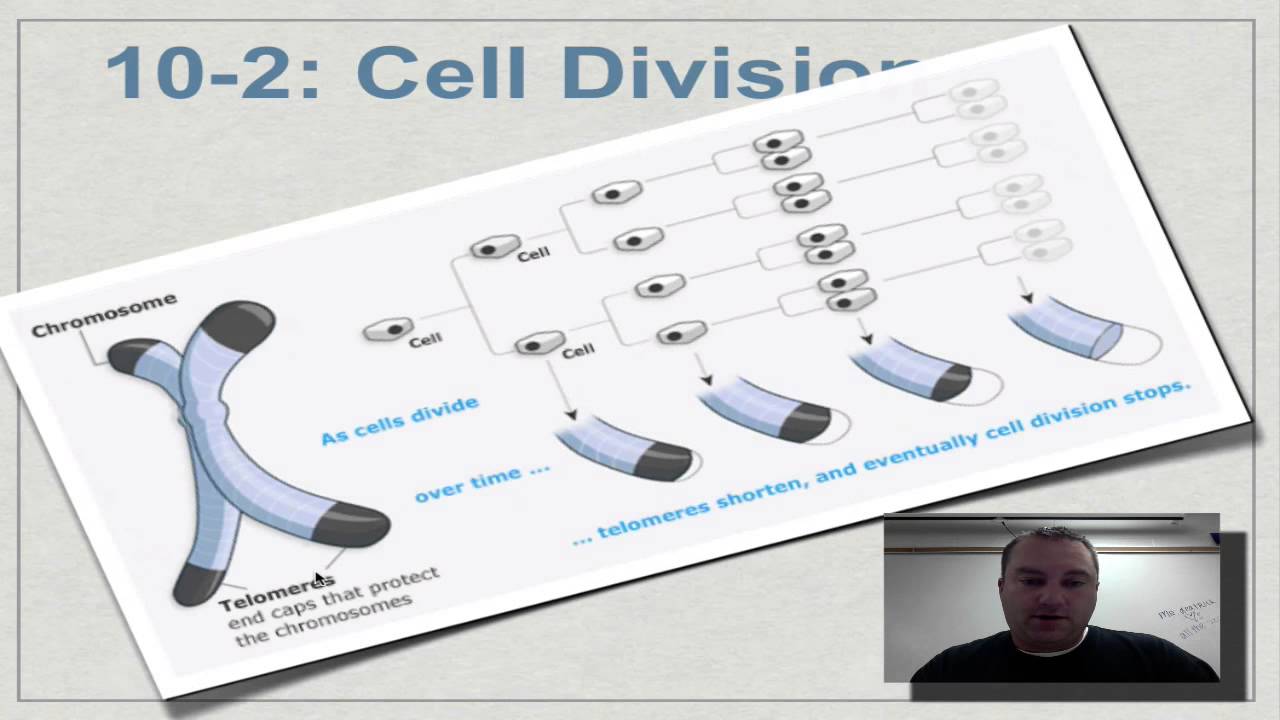 UNSW on X: Eventually, the telomere is too short – the cell stops dividing  and either destroys itself or becomes inactive. As we age, many of our  cells reach this stage, so