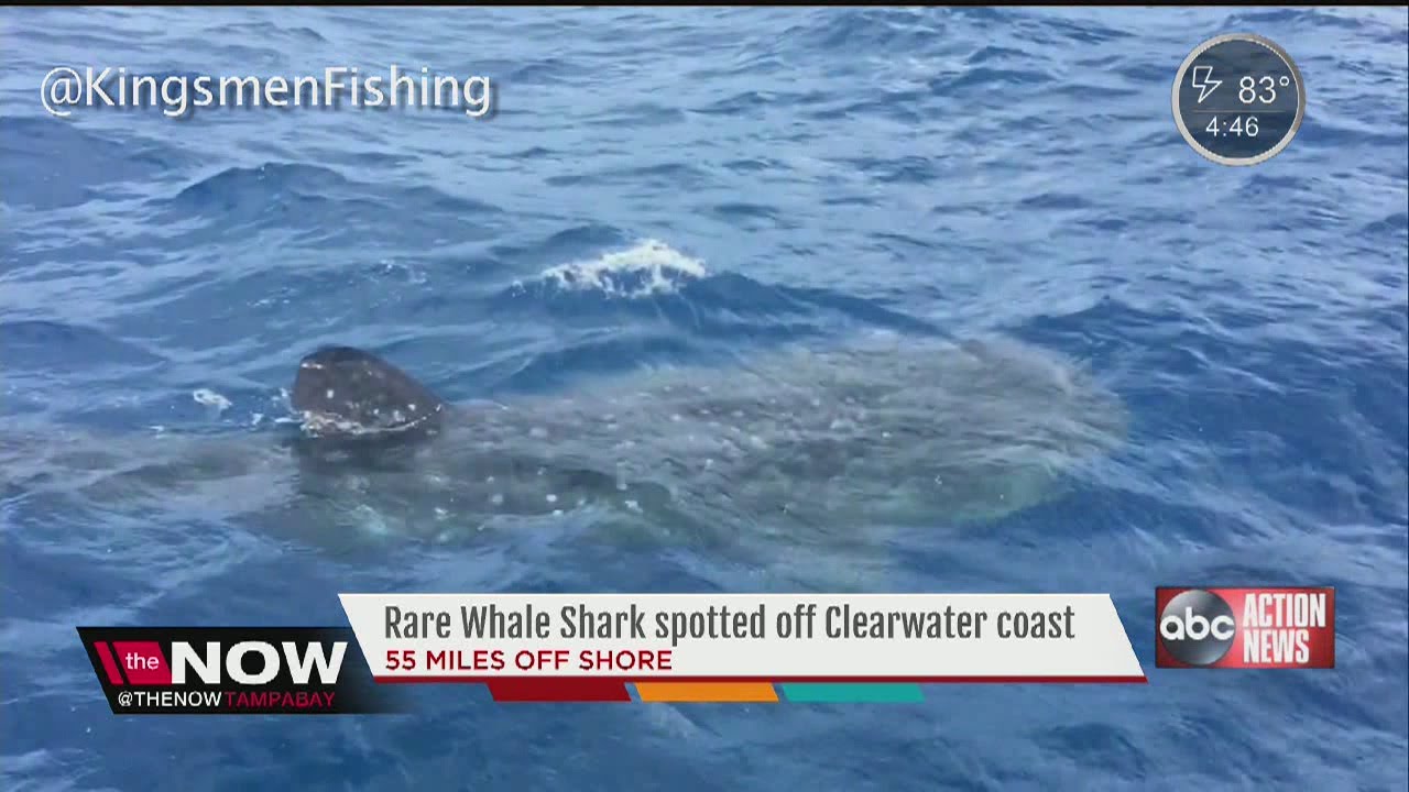 Fisherman captures video of whale shark spotted off Clearwater coast ...