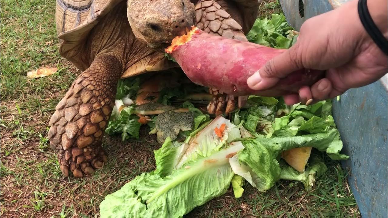 Feeding my tortoise Sammy … ASMR sweet potatoes 🍠 YouTube